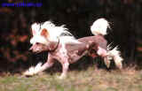 Akim je vytrvalý a poctivý běžec. Z našich psů toho naběhá výrazně nejvíc.