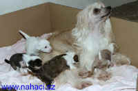 Cety + her 7 puppies "J"  