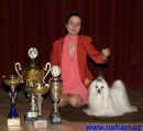 Absolutní vítěz ATK za rok 2004 - Paper Man Mery Evan - maltezer, own. Monika Kupicová, CZ