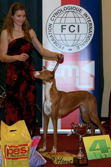 TOP Dog 2009