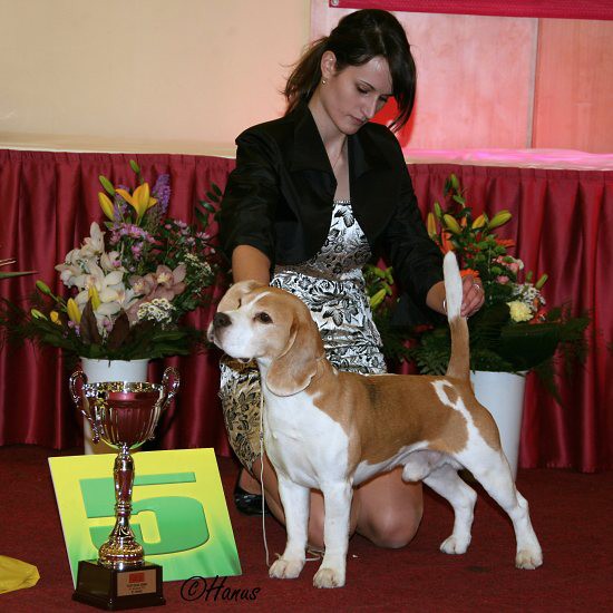 TOP Dog 2009