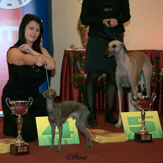 TOP Dog 2009