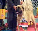 Pes roku 2002 - vítěz Best in Show - Bullmastiff
