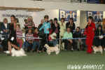 Třifinalisté BIG CoC v pohybu - maltézský psík, čínský chocholatý pes a mops