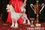 Ch. Kitty z Haliparku vítězka BEST IN GROUP na soutěži Šampion šampionů v Praze 19.1.2008! Děkuji rozhodčím Zdeně Jílkové a  Petru Řehánkovi!!!