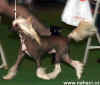 Bayshore Cruisn the Casbar - res. BIG a BOB na Westminster dog show