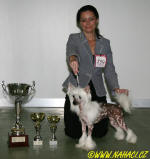 Vítězka BIS KV KCHN 3.5.2008 Ch. Nely-Pupo-Haichi