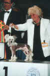 Prefix Hold Your Horses - BIS puppy na World dog show v Portu 2002. Maj. Gunila Agronius, judge: J.P. Texeira (Portugalsko)