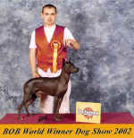 Vítěz plemene a Světový vítěz 2002 ICh. Falcon Taschi-Rimpo. Foto nám zaslal majitel psa Patrik Panýrek. Děkujeme a blahopřejeme.