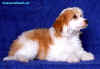 Čínský chocholatý pes - labutěnka - je sice krásný, ale může ho mít jen velmi slabý alergik. Psík se dá kdykoliv koupat a udržovat v čistotě.
