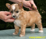 Melody Girl - powder puff female - not available