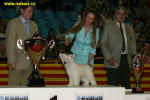 BIS puppy - Chinese crested Zorrazo Buggs Bunny, owner: M. Frederikson, judge: N.H. Corbet, E