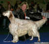 English setter - Blue Baltic´s Iceartist Victor, Austria