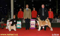 Res. BIS Chinese crested dog (CZ), BIG Great japanese dog (H)
