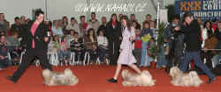 Lhasa apso breeders group