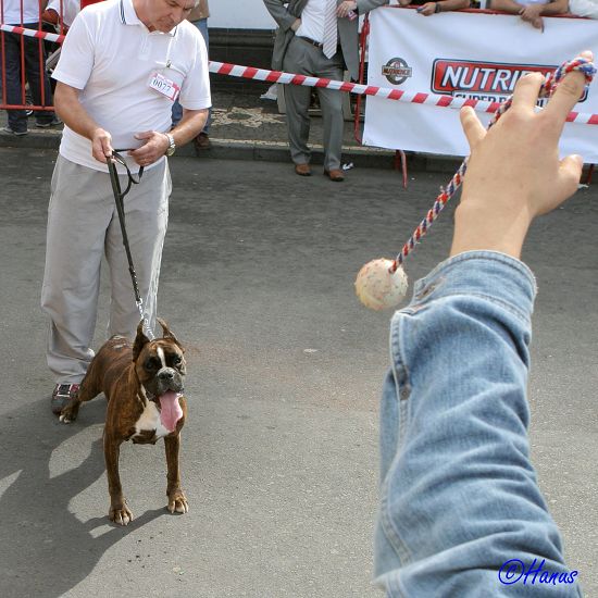 CACIB Grand Ribera 2006