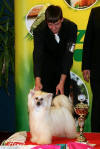 Chinese crested dog - powder puff Ch. Midnight Kiss z Haliparku, breeder Libby Brychtova, owner Martin Bastl