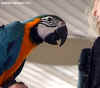 Papoušci Ara byli pro diváky velice atraktivní podívanou.