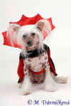 Akim půjde v kostýmu Drákuly příští rok na výstavu v Targu Mures... mají tam Darcula dog show...